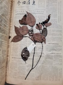 植物标本，无标本台纸.2150527-84