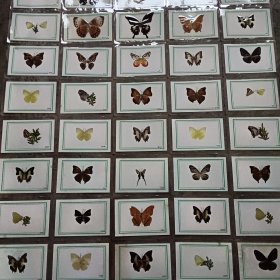 蝴蝶标本50张，压模塑封
