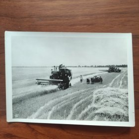 1959年第三届全国摄影艺术展览《黄泛区小麦丰收》 杨震河 张青云摄