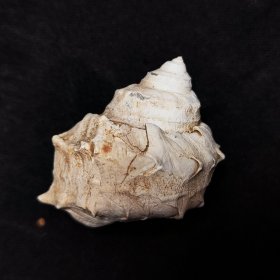淡水螺化石贝壳收藏