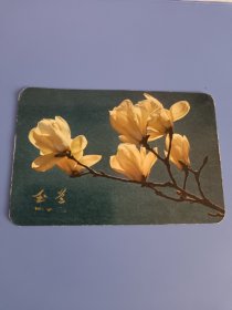 年历片年历卡 1974年 玉兰花一枚 人民画报发行 稀缺品 保真包老