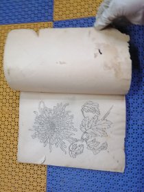 菊花写生资料