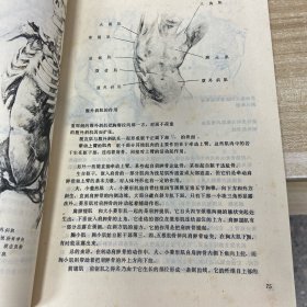 人体的解剖与构成