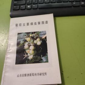 葡萄主要病虫害图谱B120