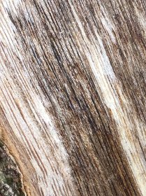 种植 奇楠香木料