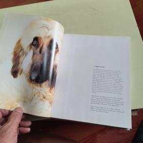 101 ADORABLE BREEDA DOGS【精装版、铜版彩印、774】101只可爱的布里达犬