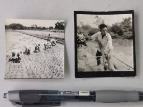 1965水田插秧、1975水田犁田老照片两种