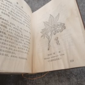 广东中草药