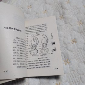 神秘的蜘蛛（一版一印）