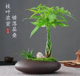 取名发财树盆栽植物室内好养招财树办公室桌面四季常青盆景绿植客厅（样式多样，购买前截图给客服）尺寸以实物为准，新疆西藏内蒙古青海等偏远地区暂时无法送货。