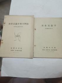 农业昆虫学，农业昆虫分类学图册，两本合售，油印本