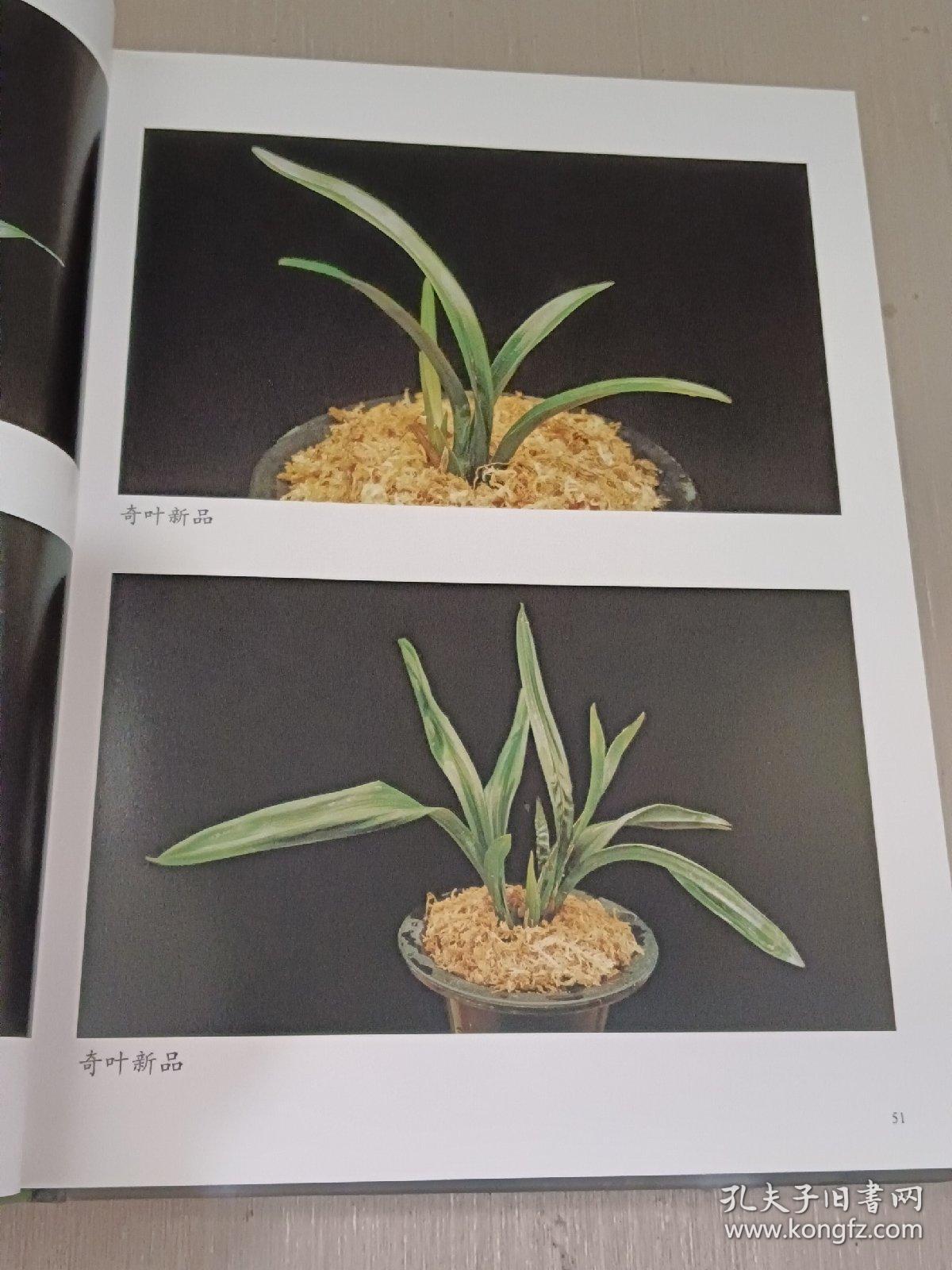 中国兰花：观赏与培育及病虫害防治