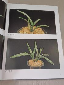 中国兰花：观赏与培育及病虫害防治