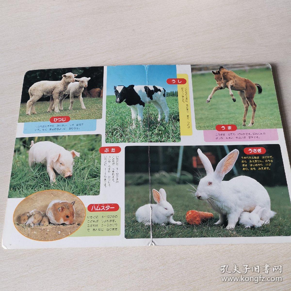 日语原版童书 动物世界