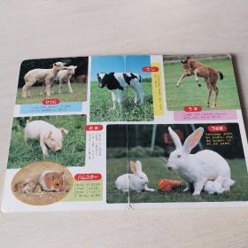 日语原版童书 动物世界