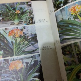 君子兰四季莳养 君子兰