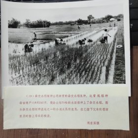 1983年，广西陆川县杂交水稻制种基地之一的介垌大队，农民在已插下父本的稻田插上母本的水稻