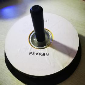 神经系统解剖VCD