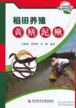 稻田养殖黄鳝泥鳅