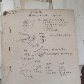 1958年鳞翅目实习备课手写稿