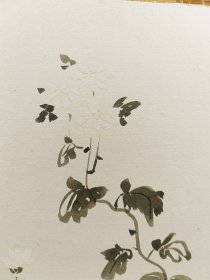 白的雏菊 日本回流卡纸 古月庵盛松的手绘品 长21cm宽18Cm，画功佳。