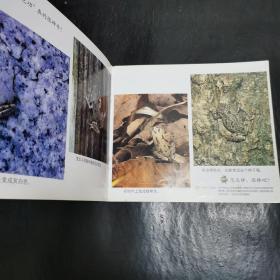 大科学：动物篇  忍者雨蛙