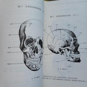 艺用人体结构形态分析解剖