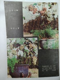 盆栽葡萄