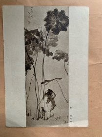 五六十年代剪报画片，《荷》清·朱耷 《花卉》清·任薰