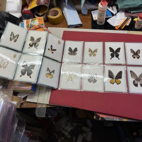 中国云南旅游纪念 蝴蝶标本16枚
