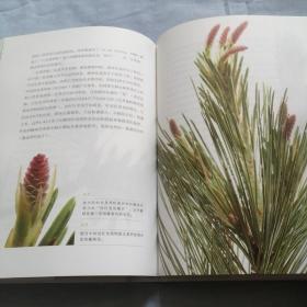 怎样观察一棵树：探寻常见树木的非凡秘密（品相良好）