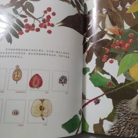 一粒种子的旅行