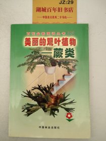 美丽的观叶植物:蕨类