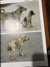 动物摄影图片资料书籍 狗篇 画家 摄影家等美术创作资料用书