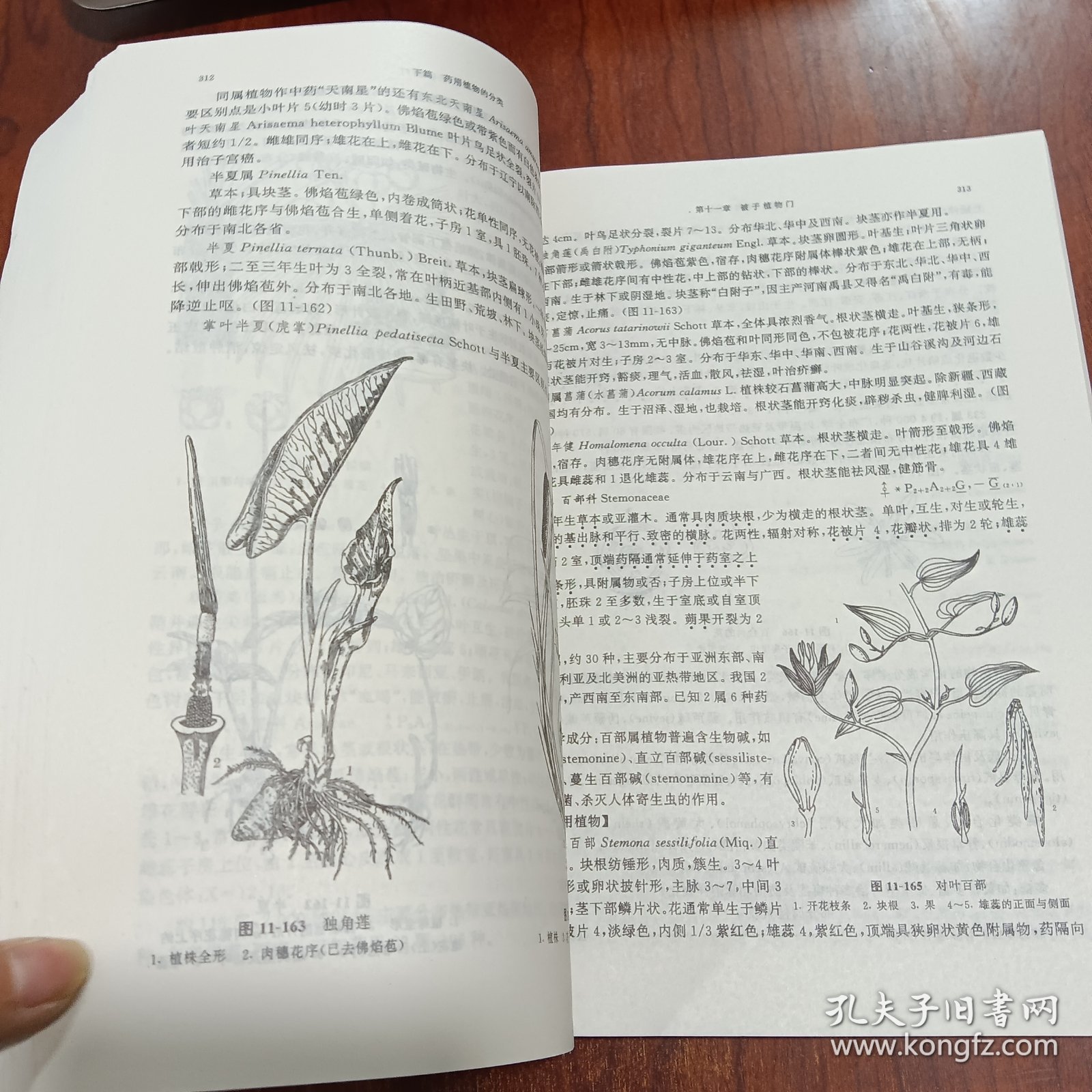 普通高等教育中医药类规划教材：药用植物学（供中药类专业用）