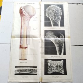 人体解剖挂图 1 骨及骨连结 <1-2骨的构造 ＞全开