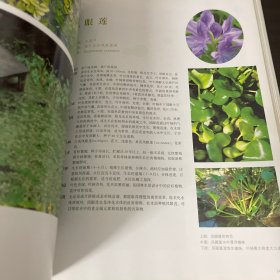水体植物景观——现代园林植物景观丛书