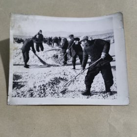 新华社记者俞惠如摄黑白照片第6244号1960年12月《一个出色的农业工作者 牛焕春》【21】