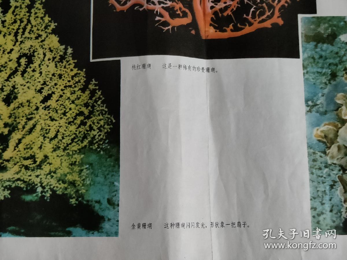 珊瑚彩色老宣传画，对开