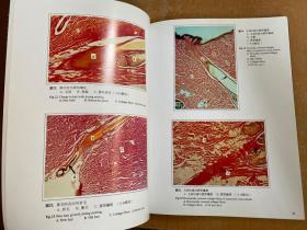 中国猪皮组织学彩色图谱