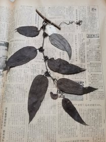 植物标本，无标本台纸.2150527-116