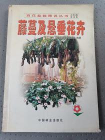 藤蔓及悬垂花卉