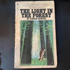 the light in the forest