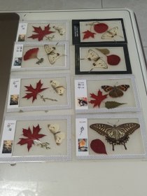 红叶蝴蝶标本8个