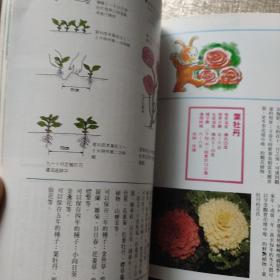 花卉栽培百科