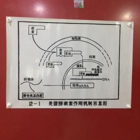 印刷品-医学教学图谱挂图（塑料）——12-1 类固醇激素作用机制示意图【34】折痕、破损