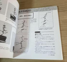 さつき盆栽 盆養模様木 自然模様木 中山酔匠
皐月盆栽 盆养花纹木 自然花纹木 中山醉匠
杜鹃盆栽 盆养模样木 自然模样木 中山醉匠