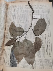 植物标本，无标本台纸.2150527-111