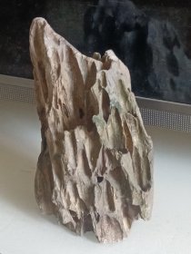 满是虫洞虫巢木化石硅化木奇石摆件17cm