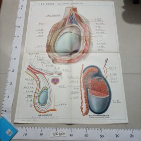 人体解剖挂图 泌尿生殖系统中国医科大学主编中英文 IⅣ—8.睾丸、附睾和精索